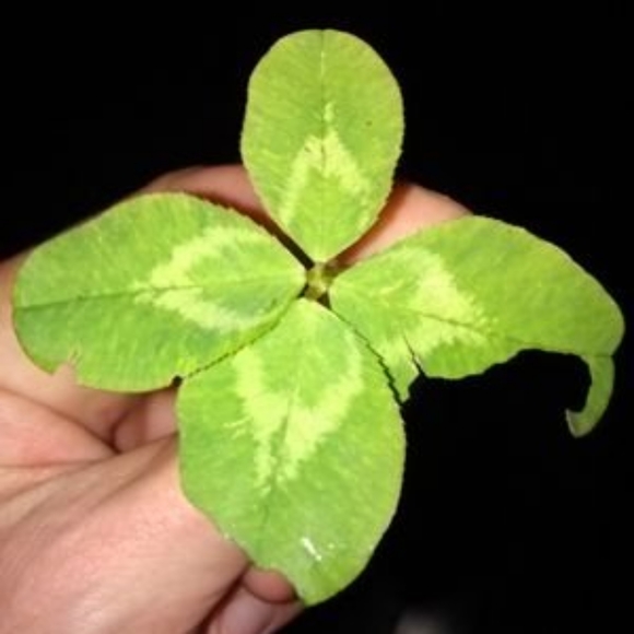 Meet your Posher, John - Picture 3 of 4